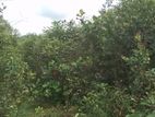 Horana - Poruwadanda 262 Perches of Land for Sale