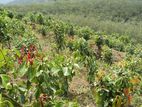 Horana Valuable Cinnamon Grove For Sale