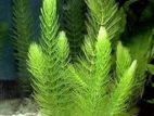 Hornwort Aquarium Plant