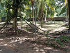 Coconut Land for Sale in Narammala Matiyagane