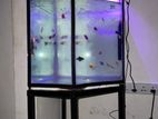 Fish Tank