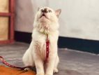 Himalayan Persian Cat