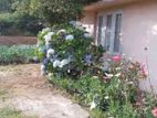 House for Rent – Aluthpara, Kandapola, Nuwara Eliya