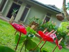 House for Rent - Tangalle