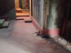 House for Sale in Kahatapitiya