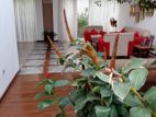 House for Sale in Mount Lavinia ( File Number 2635 B/1 )