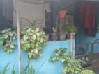 House for Sale – Maradana