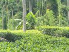 Land Sale in Deniyaya
