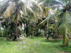 HOUSE WITH COCONUT LAND FOR SALE KURUNEGALA KANOTUWA