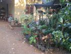 House with Land for Sale Anuradhapura