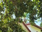 House with Land for Sale Hapitigama