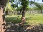 House with Land for Sale in Jaffna