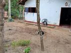 House With Land For Sale In Weligama, Mirissa