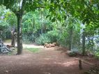 House with Land for Sale Kuruwita
