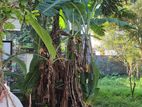 House with Space and Future in Wattala