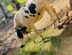 Cow