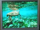 HP 19 inch monitor