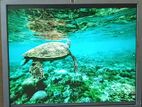 HP 19 inch Monitor