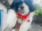 Shih Tzu Puppies
