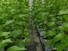 හරිතාගාර (Greenhouse) ඉදිකිරීම්