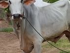 Cow Male