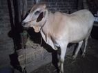 ஹரியானா+சஹிவால் நாம்பன்