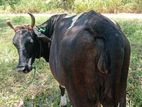 Farm Cow