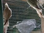 Cockatiel Birds