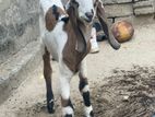 Farm Goat