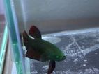 Hulk Male Placket Betta Fish