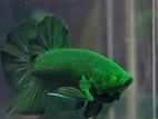 Hulk Plakat Betta Fish