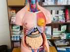 Human Anatomy Body 40 Parts