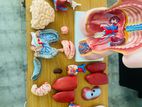 Human Anatomy Body Parts