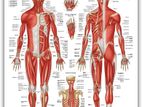 Human Body Chart