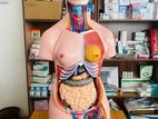 Human Dummy Torso Full Body - 40 Parts Removable