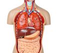 Human Torso – Dual-Sex Exchangeable