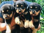 Rottweiler Puppies