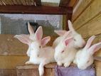 Cute Rabbit Puppies / Kittens