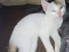 Kittens for Kind Home