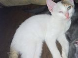 Kittens for Kind Home