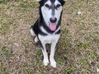 Male Husky Puppy