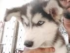 Husky Puppies