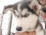 Husky Puppies