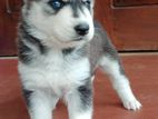 Huskey Puppies