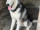 Husky Dog For Crossing
