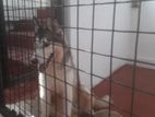 Siberian Husky Dog