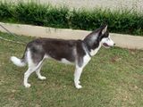 Husky Dog