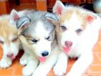 Husky Puppies