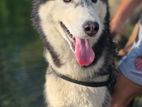 Husky for Crossing