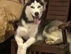 Husky for Crossing